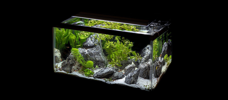 [Wholistic Pet Organics || Aqueon || SmartBones Sales -[Wholistic Pet Organics || Aqueon || SmartBones Sales banner245